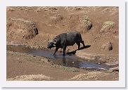 07IntoNgorongoro - 036 * Cape Buffalo.